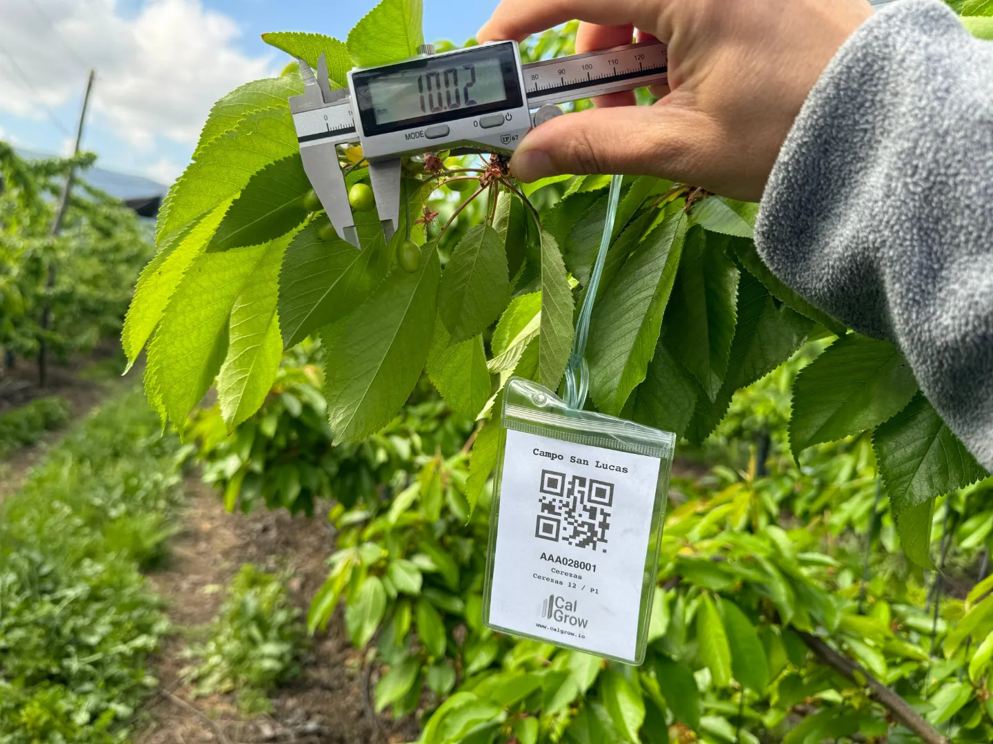 Campo agrícola con monitoreo conectado y gestión de riego